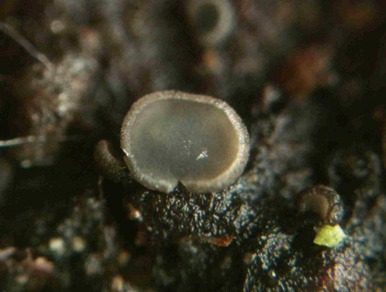 molízia Mollisia sp.