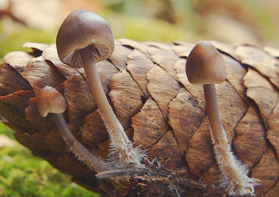 prilbička šišková Mycena strobilicola J. Favre & Kühner