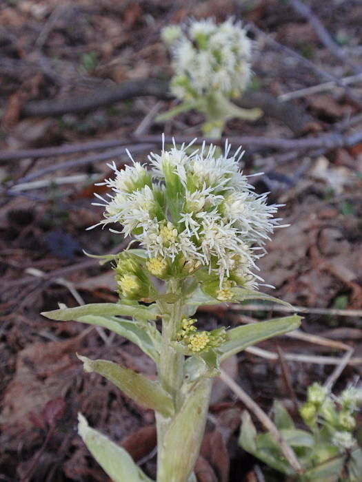 deväťsil biely Petasites albus (L.) P. Gaertn.