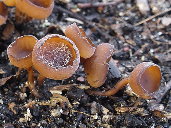 hľuznatka  Sclerotinia ficariae Rehm