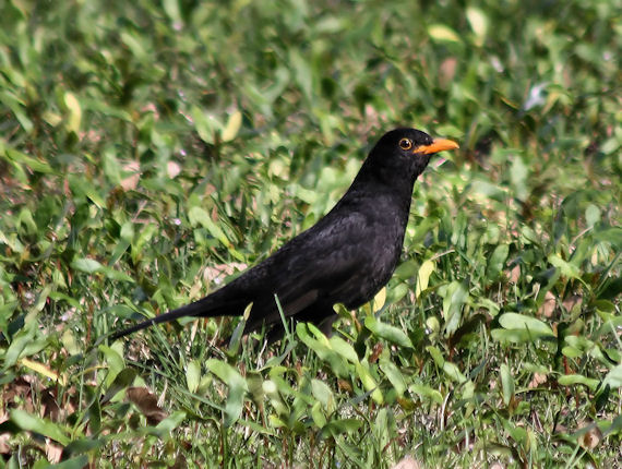 drozd čierny Turdus merula