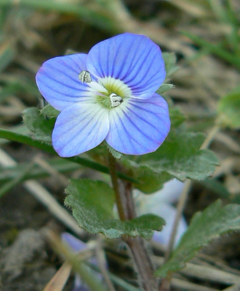 veronika perzská Veronica persica Poir.