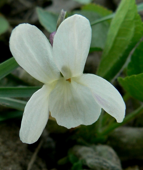 fialka voňavá Viola odorata L.