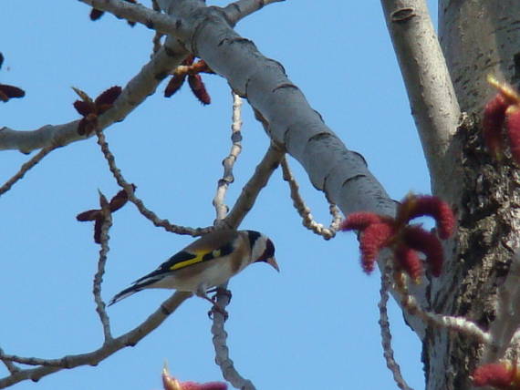 stehlík pestrý carduelis carduelis