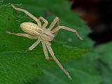 pavúk - samička