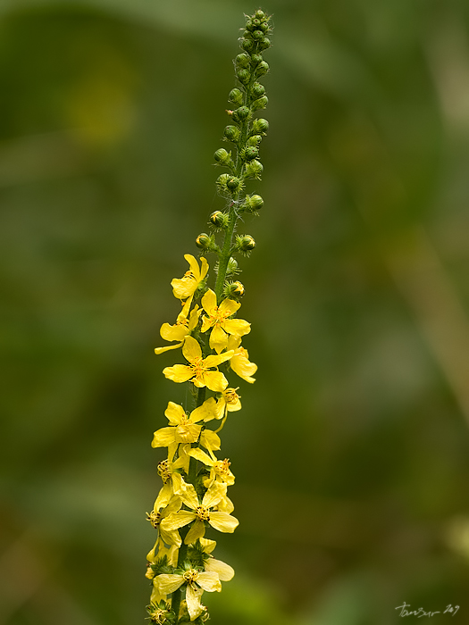 repík lekársky Agrimonia eupatoria L.