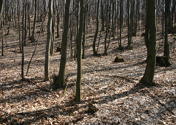 biotop urničky kráterovitej Carpinus betulus, Urnula craterium