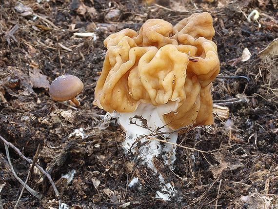 ušiak obrovský Gyromitra gigas (Krombh.) Cooke