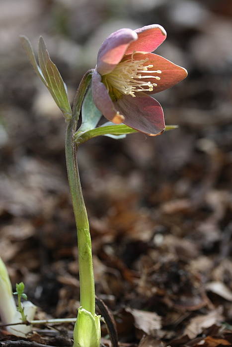 čemerica purpurová Helleborus purpurascens Waldst. et Kit.