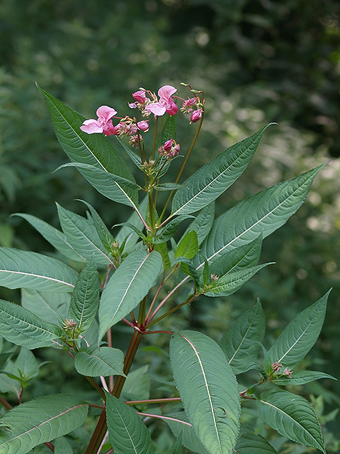 netýkavka žliazkatá Impatiens glandulifera Royle