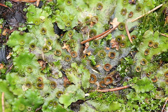 porostnice mnohotvárná Marchantia polymorpha