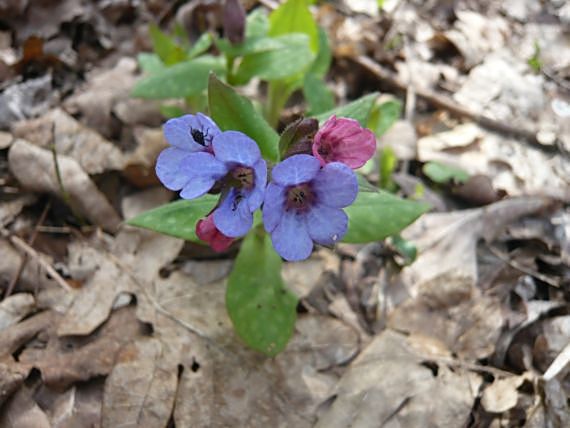 pľúcnik Pulmonaria sp.