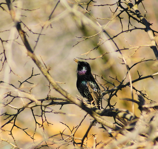 škorec lesklý  Sturnus vulgaris