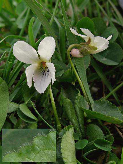 fialka Viola sp.