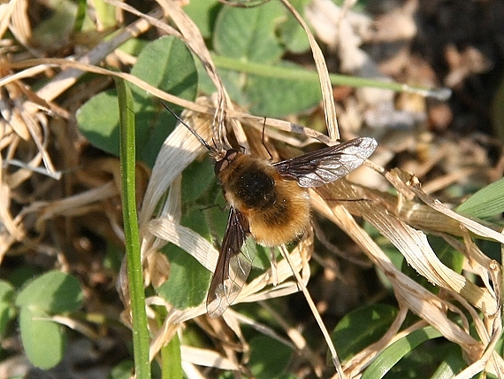 chlpačka veľká Bombylius major