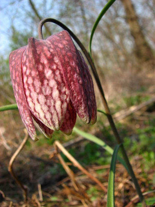 korunkovka strakatá Fritillaria meleagris L.