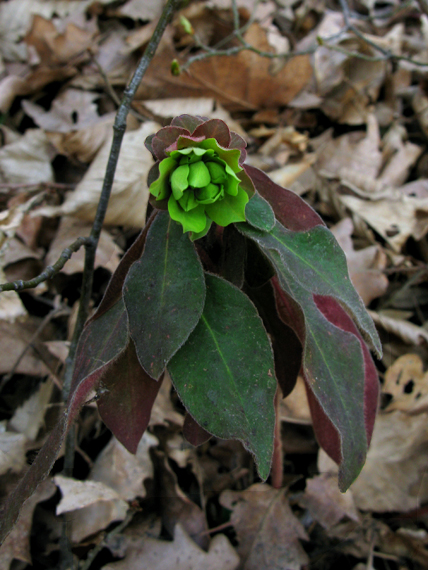 mliečnik mandľolistý Tithymalus amygdaloides (L.) Hill