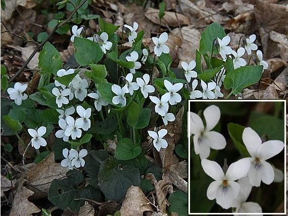 fialka biela Viola alba Besser