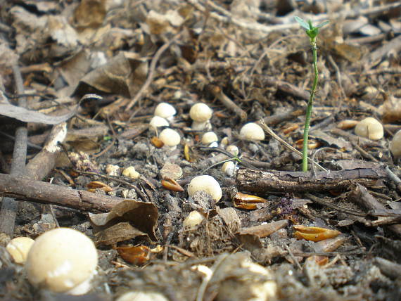 čírovnica májová Calocybe gambosa (Fr.) Donk