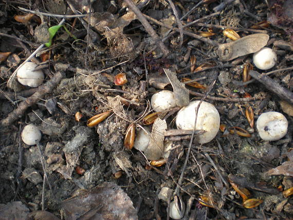 čírovnica májová Calocybe gambosa (Fr.) Donk