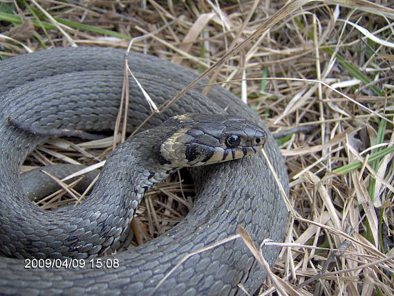 užovka obojkova Natrix natrix