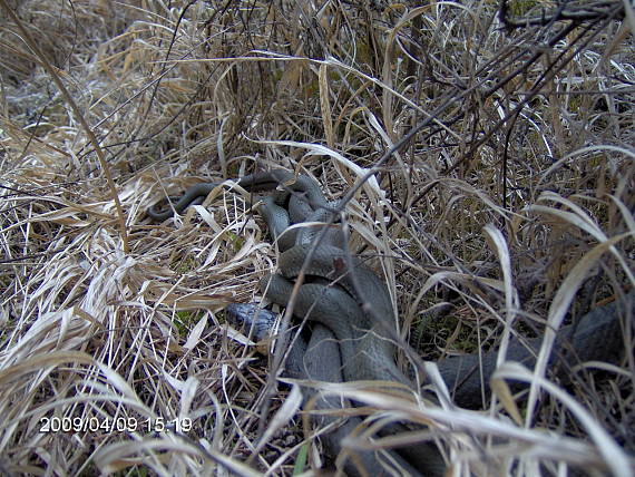 užovka obojkova Natrix natrix