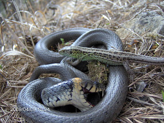 užovka obojkova Natrix natrix