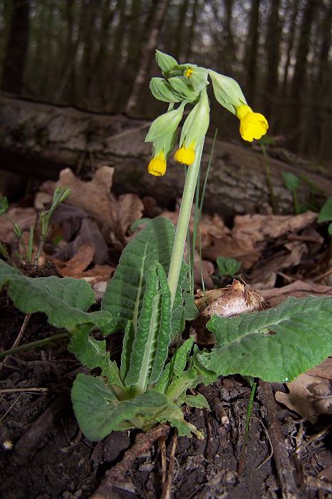 prvosienka jarná Primula veris L.