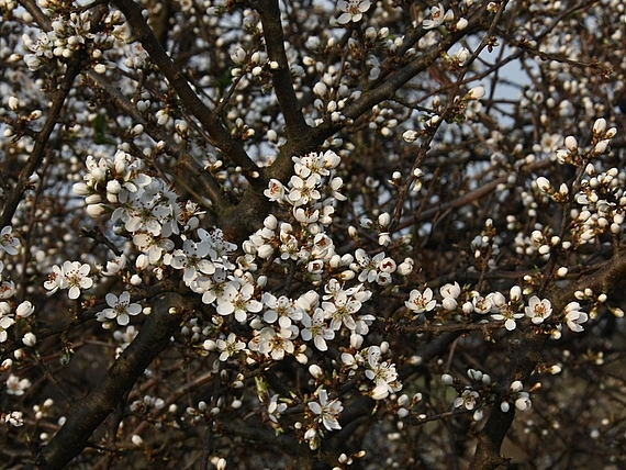 trnka obyčajná Prunus spinosa L.