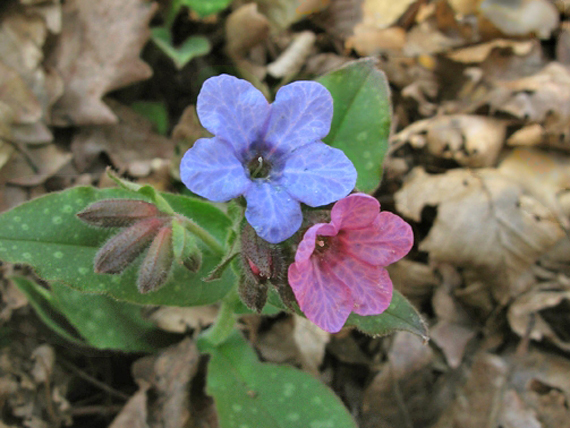 pľúcnik lekársky Pulmonaria officinalis L.