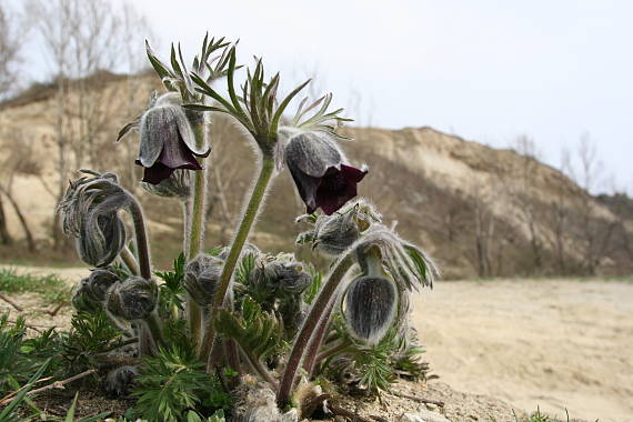 poniklec lúčny český Pulsatilla pratensis subsp. bohemica Skalický