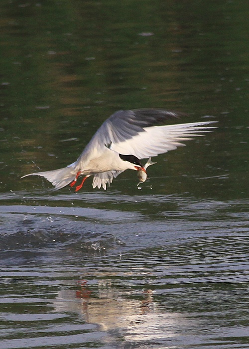 rybár obyčajný Sterna hirundo