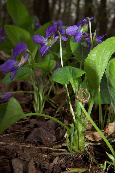 fialka voňavá Viola odorata L.