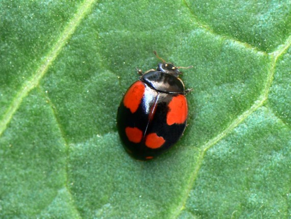 lienka Adalia bipunctata var. maculata, Scopoli