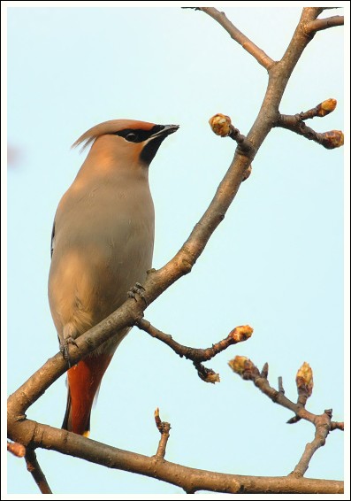 cHochlač severský Bombycilla garrulus