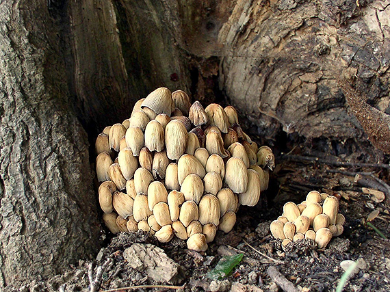 hnojník ligotavý Coprinellus micaceus (Bull.) Vilgalys, Hopple & Jacq. Johnson