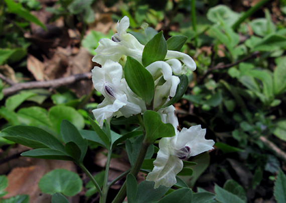 chochlačka plná Corydalis solida (L.) Clairv.