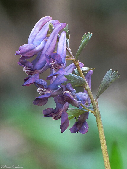 chochlačka plná Corydalis solida (L.) Clairv.