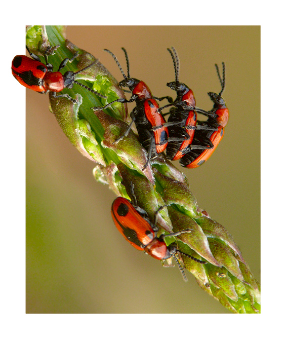 špargľovec päťbodkový Crioceris quinquepunctata