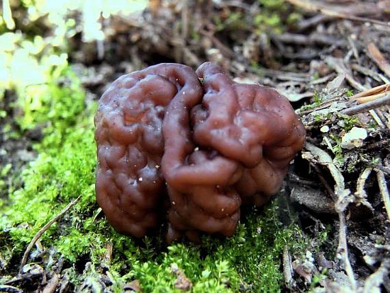 ušiak obyčajný Gyromitra esculenta (Pers.) Fr.