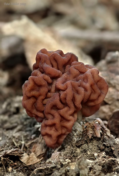 ušiak obyčajný Gyromitra esculenta (Pers.) Fr.