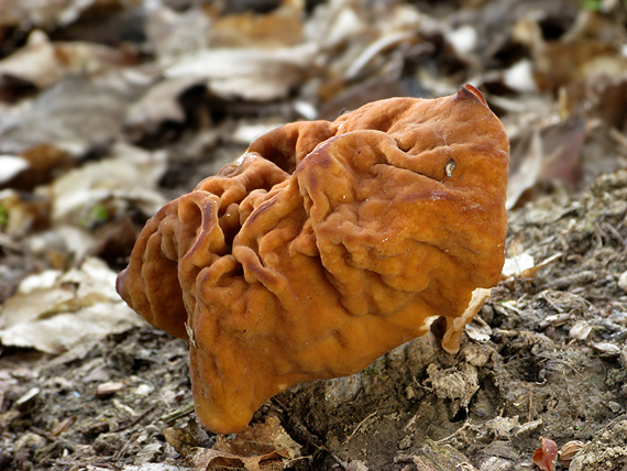 ušiak obrovský Gyromitra gigas (Krombh.) Cooke