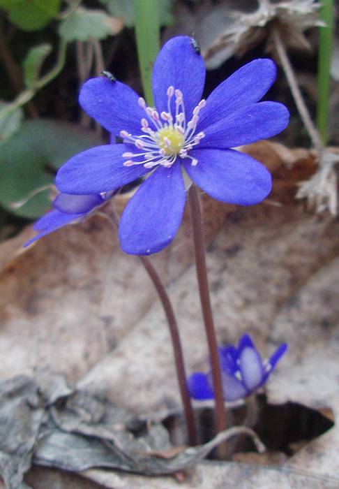 pečeňovník trojlaločný Hepatica nobilis Schreb.