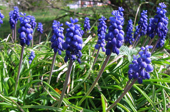 modrica strapcovitá Muscari atlanticum Boiss. et Reut.