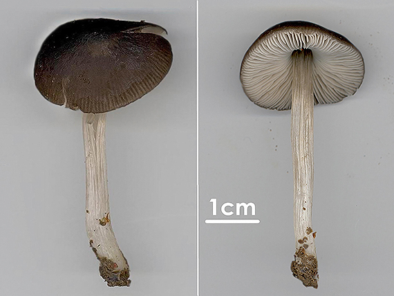 štítovka blednúca Pluteus pallescens P.D. Orton