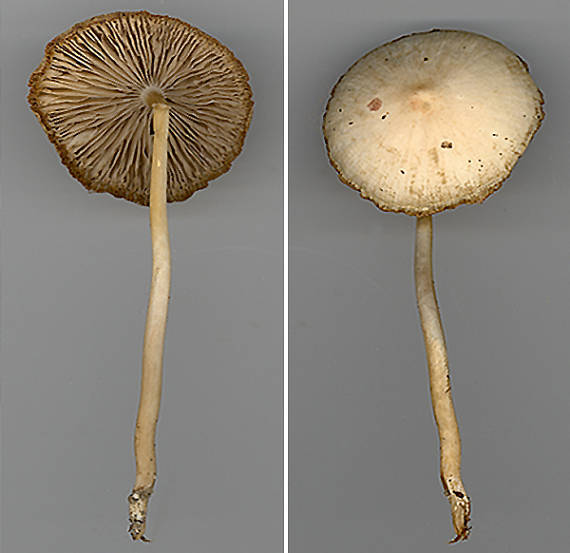 drobuľka Psathyrella sp.