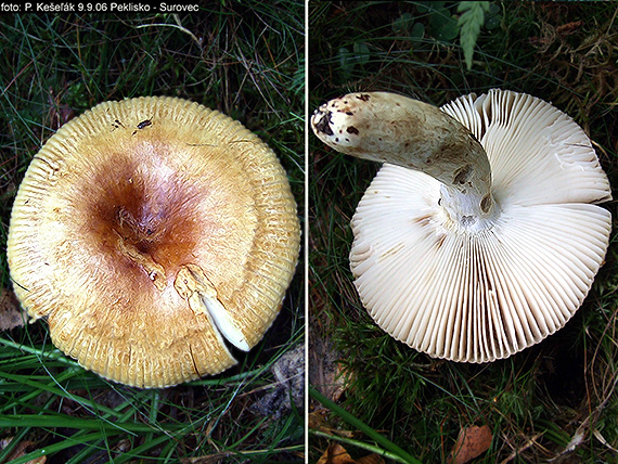 plávka Russula sp.