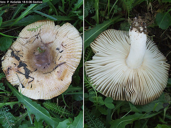 plávka Russula sp.