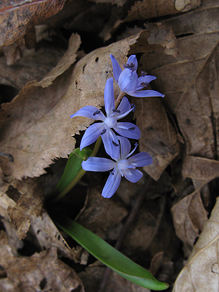 scila dvojlistá Scilla bifolia agg. L.