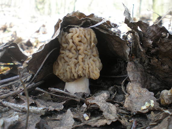 smrčkovec český Verpa bohemica (Krombh.) J. Schröt.